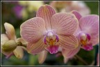 orchidea cymbidium sceziata.... orchidea cymbidium sceziata....