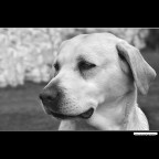 ::: LUNA ::: ::: LUNA :::