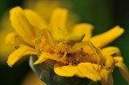 Nel Giallo