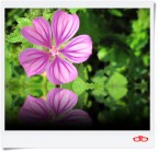 Floating Mauve.. Floating Mauve..