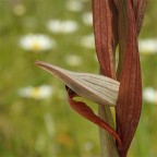 Serapias vomeracea 1 Serapias vomeracea 1