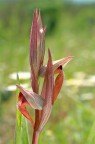 Serapias vomeracea 2 Serapias vomeracea 2