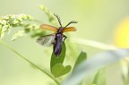 insetto in volo