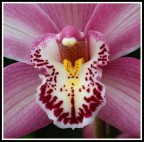 la bocca dell' orchidea.. la bocca dell' orchidea..