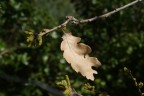 ultime foglie d'autunno ultime foglie d'autunno