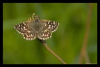 Pyrgus malvae