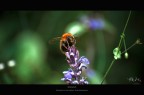 Bombus Bombus