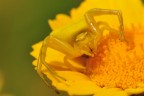 Sul Fiore Giallo