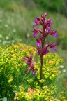 Orchis papilionacea