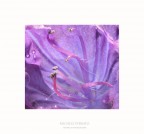 Inside the flower Inside the flower