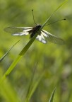 al primo sole