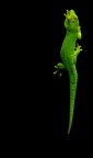 geko geko