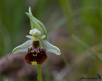 Ophrys_holoserica Ophrys_holoserica