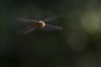 Volo lento