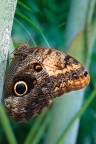 Caligo sp. - testa di gufo Caligo sp. - testa di gufo