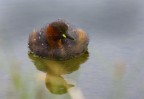 C e c sono graditi.
Giornata nuvolosa e piovviginosa  arrivato lui, unica presenza nel lago (del giormo), ciao, Elio.