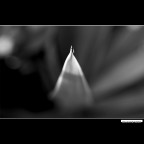 ::: /\° ::: ::: /\° :::