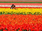 Olanda, Lisse Olanda, Lisse