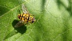 Piu' vicino di cosi' impollino Piu' vicino di cosi' impollino