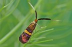 Nemophora degeerella Nemophora degeerella