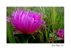"Fiore di Carciofo" "Fiore di Carciofo"