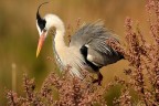 Ardea cinerea Ardea cinerea