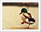 ahi! come scotta... ahi! come scotta...