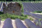 Lavanda di Provenza Lavanda di Provenza