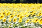 Girasoli in Provenza Girasoli in Provenza
