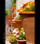 Nel Giardino Nel Giardino