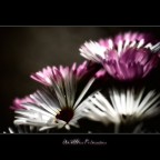 Un'altra primavera Un'altra primavera