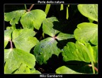 Perle della natura. Perle della natura.