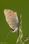 prima farfalla 2009