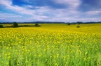 campo di colza