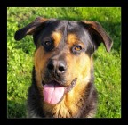 Lucky, amico peloso