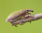 Curcullionide Curcullionide