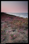 Purple beach Purple beach