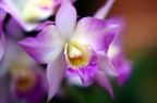 Orchidea 7 Orchidea 7