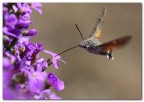 Sempre bello vedere la "Sfinge colibr" passare di fiore in fiore infilandovi velocemente la sua proboscide in cerca di nettare.
Ivo
