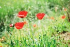 papaveri papaveri