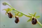 Ophrys sfegodes... delice! Ophrys sfegodes... delice!