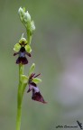 Ophrys insectifera Ophrys insectifera