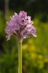 Orchis tridentata Orchis tridentata