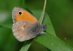 farfallina