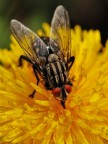 Mosca
