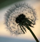 NON E' UNA MEDUSA NON E' UNA MEDUSA