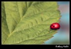 coccinella coccinella