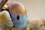 Occhio di libellula Occhio di libellula