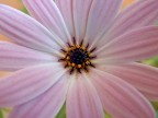 Super macro... Super macro...