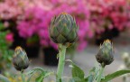 Il re dei fiori Il re dei fiori